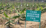 广东香蕉2
