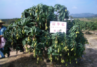 海南芒果(白象牙)