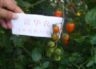 海南小蕃茄