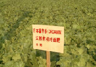 湖北大白菜