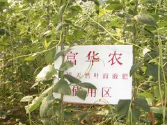 湖南豆角